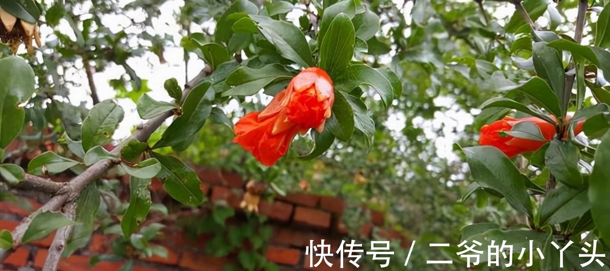 石榴树|家里有院子,就种5种“旺宅树”,观赏收果两不误,吉祥又实用