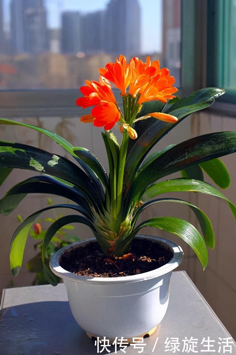 没经验的别养这3种花,买几棵死几棵,黄叶烂根不开花