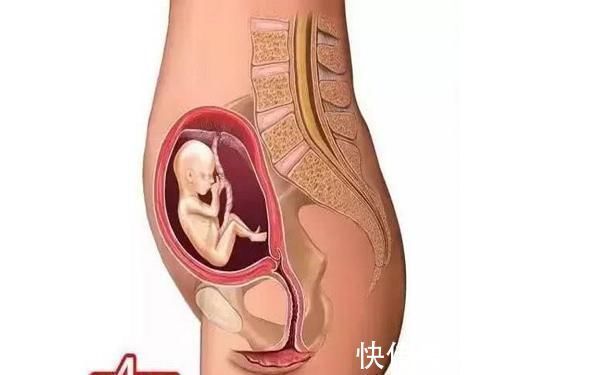 第四个月|胎儿形成的全过程,十张高清组图让你了解生命孕育,感叹妈妈伟大