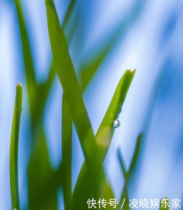 软质料|养兰花做好“4步”,叶子不干尖,生长旺盛,新芽多,开花才棒