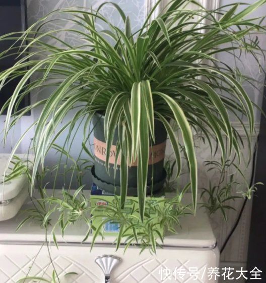 橡皮树|养花就怕乱浇水,越浇死得越快,赶紧住手