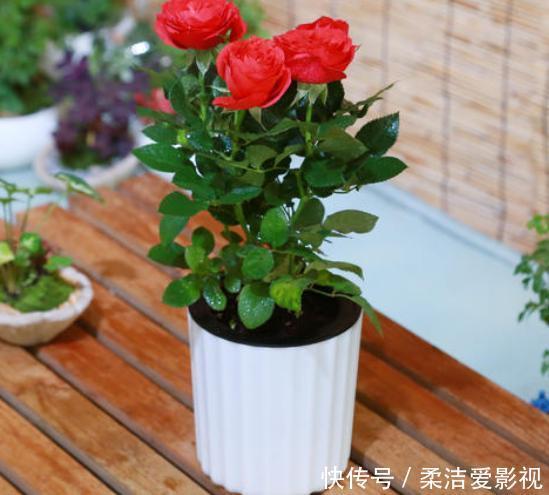 月季盆栽要领分享:作为养花人,收藏这一篇就够了!