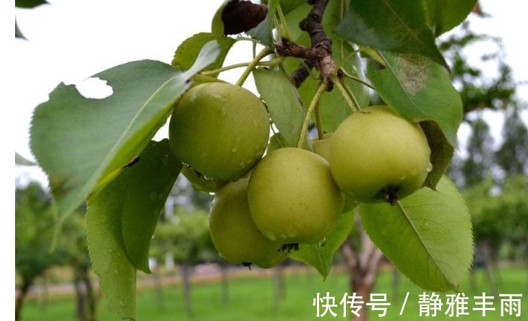 水果|长寿老人最爱吃的水果,每天吃一个,防癌,润肺止咳,谁吃谁受益