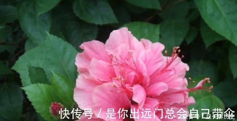 唯美#王维最唯美的一首诗,通篇短短的四句,却是美得犹如一幅山水画卷