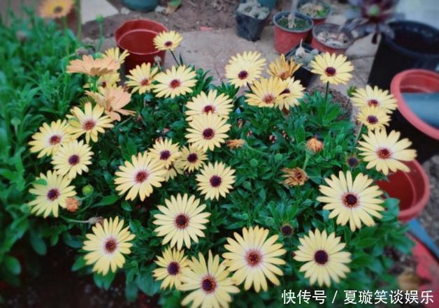 秋季养花浇花，甭用4类“夺命水”，不然浇一盆伤一盆