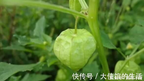 鬼灯笼|农村的“黄姑娘”野果，果子似灯笼小巧可爱，属于药食两用价值高