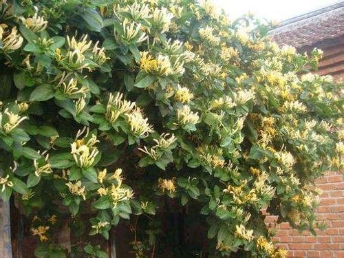 花型|别再养绿萝了,此花香味浓郁,花型独特,阳台再小都要养一棵