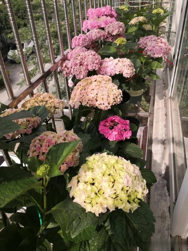 圆滚滚的绣球,瀑布般的花墙,这届花友也太会种花了吧