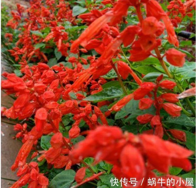 此款花卉,花艳易爆盆,越热开花越旺,开成漂亮小花园!