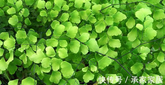 花友|3种有品位,有格调的绿植,养在家里很吸睛