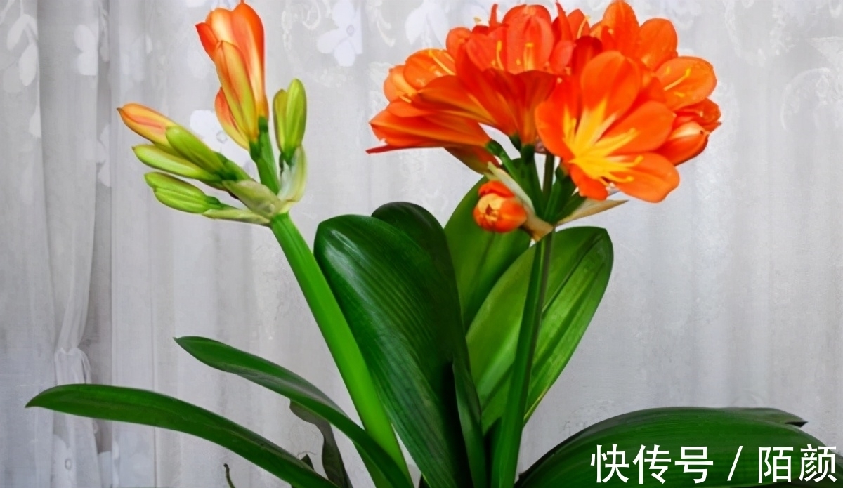 别郁闷,君子兰盆栽不开花了,满足4个条件,花开得停不下来