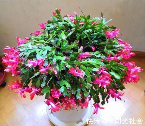 秋冬养蟹爪兰,做好4件事,叶片肥又绿,花开满枝头!