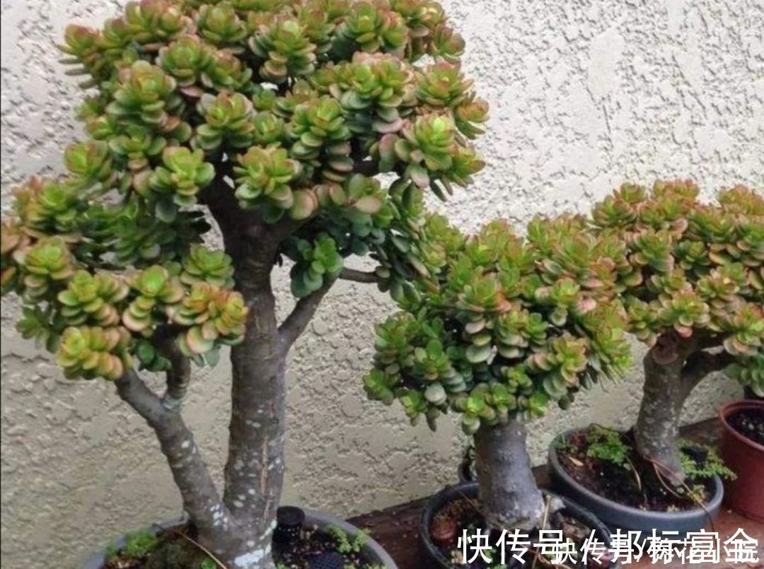 玉树|家里养“2种树”,剪得越狠,长得越快,成老桩盆景