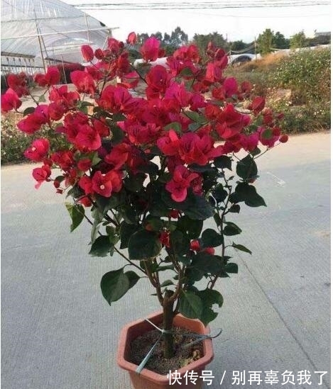 妙招|三角梅烂根还有救吗?教你3个挽救小妙招,让三角梅“起死回生”