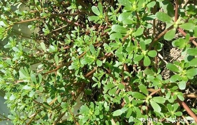 长寿菜|小时候摘它喂鸡鸭，现在被誉为“长寿菜”，一斤10块，抢着要