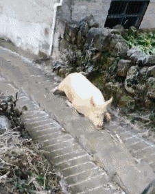 |搞笑段子王:土豪,凉麦子的方式就是跟别人不一样,让别人好羡慕