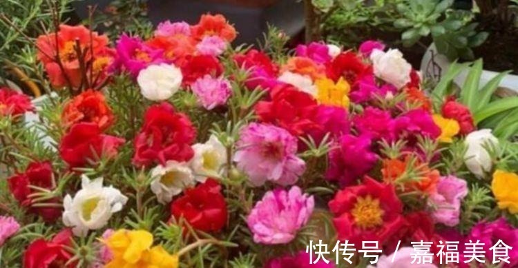 观赏价值|4种“女神花”,婀娜多姿,漂亮高贵优雅,四季繁花似锦,美