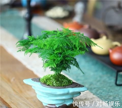 花盆|养文竹“浇水”要小心,注意3个小方法,不黄叶、不烂根,蹭蹭长