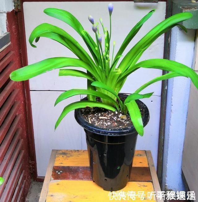 浇水|这花被误认为“蓝色君子兰”,开花特漂亮,一根枝能开50朵花