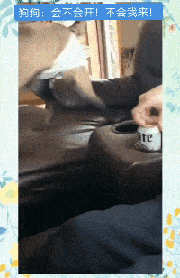 |搞笑GIF:狗子:会不会开呀,还是让我来吧!
