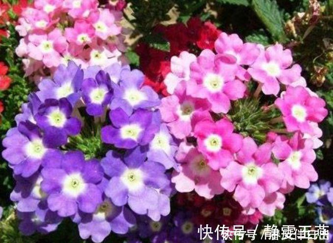 三角梅|4种花就适合现在养，花朵多、花期长，新手懒人都养得好！