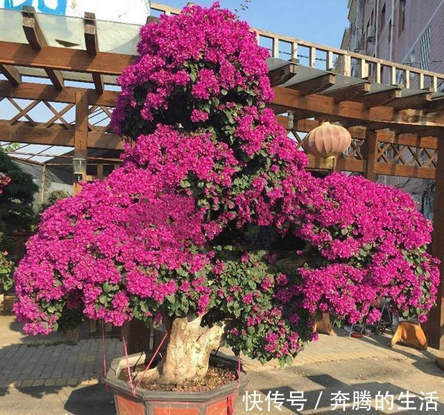 叶施|三角梅开花越来越少,是“它”在作怪,盆里撒1把粪,下次开爆盆