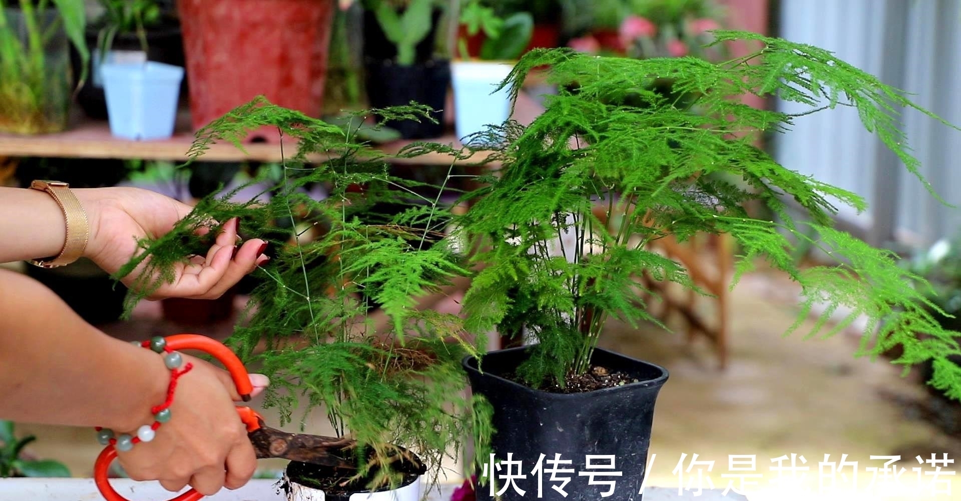 文竹促芽方法多,一杯水就能解决,你知道吗?