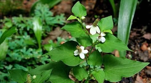 不想痛风“缠身”，6物尽量多吃点，有助于降尿酸，远离痛风