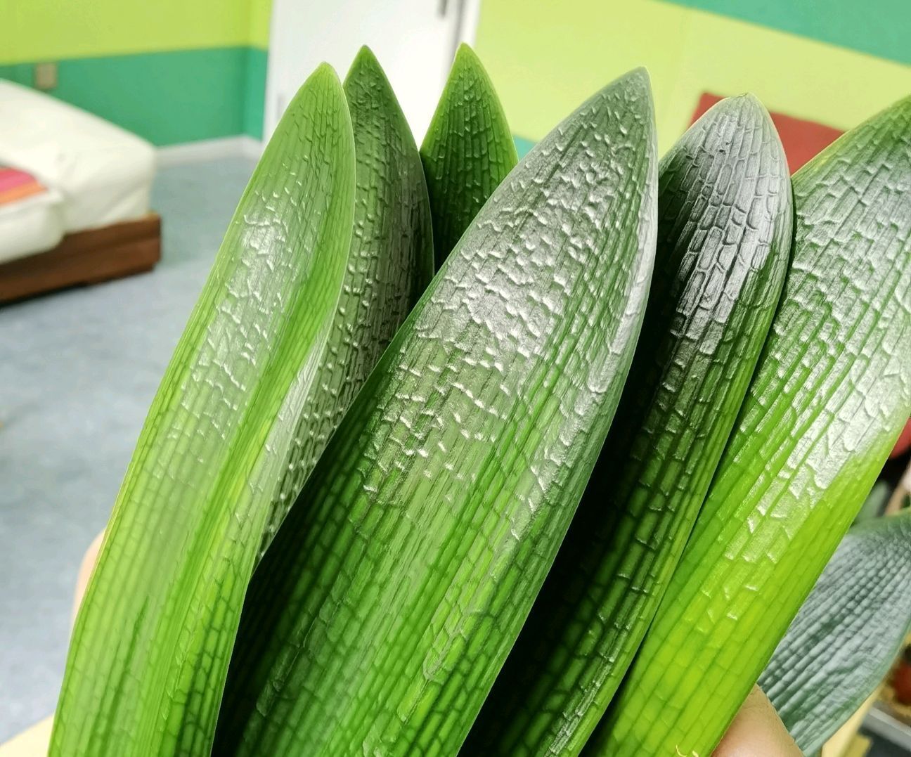 群兰|君子兰心叶腐烂一年了还不长新芽怎么办不砍头憋群兰更待何时