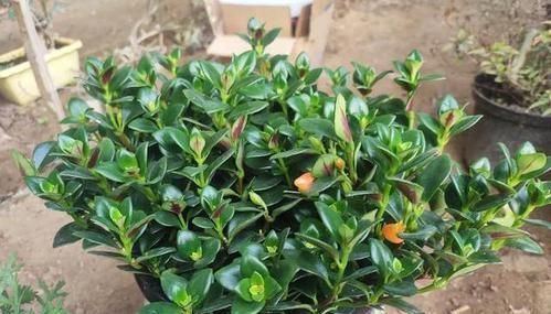 花肥不用买，盆里洒把它，比花肥还强，养啥都旺盛！