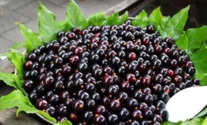 胃粘膜|天然的“养胃王”找到了, 常吃修复胃粘膜, 大小胃病不来扰