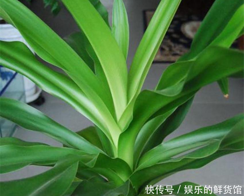 吉祥|佛家六种美丽又芳香的吉祥圣花,家养一盆平安吉祥,漂亮还好养