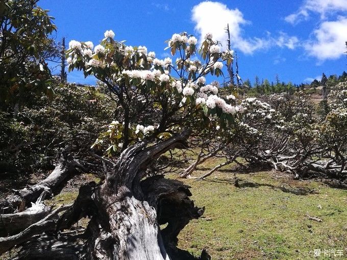 中国最美森林之白马雪山高山杜鹃林 （云南）