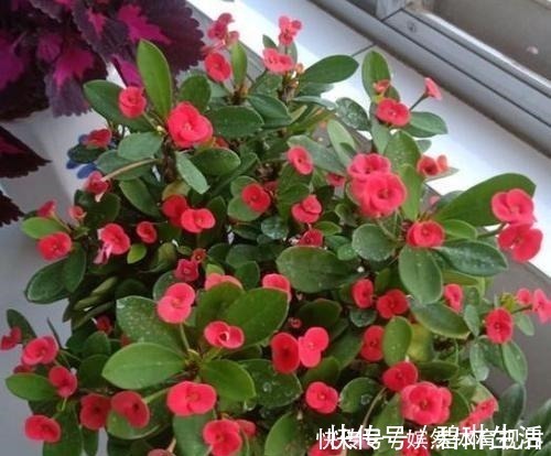 花期|花期最长的4种花,一年不停歇开花,快看看你养过没?