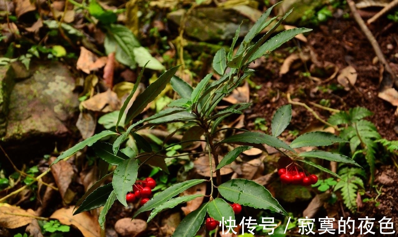 药材|农村这种植物，叶子和根都是药材，晒干后的根是中药材，价值很高