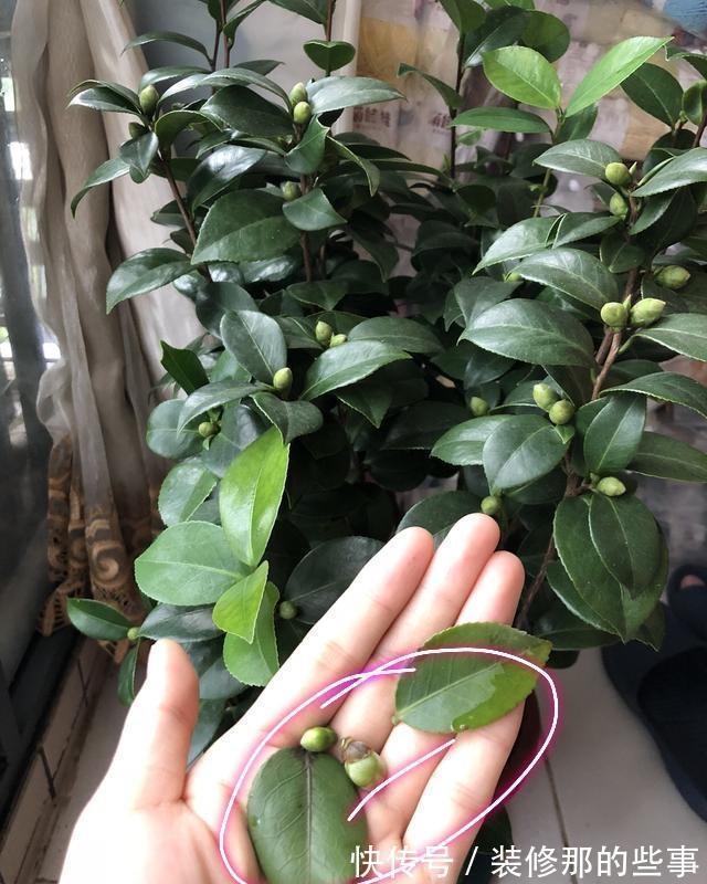 茶花|6种“娇气花”,天热谨慎买,回家就掉花苞,养不活太后悔