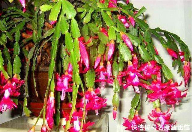 蟹爪兰花后总是叶子干瘪打蔫3个“笨办法”,下一波爆炸式开花
