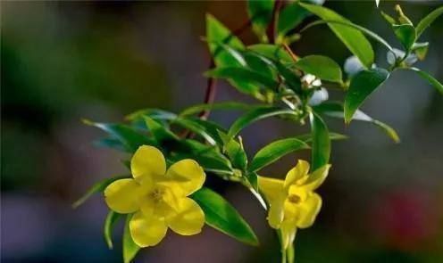 这花极耐寒花开半年，香飘满院，城里人还抢着种，它其实叫断肠草