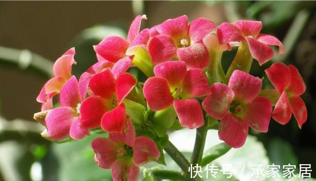 家养|从9月11日开始,家养此款花卉,高颜值易成活,寓意幸福
