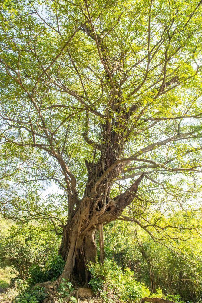 广东藏了个皇族村，现已是36世，隐藏在深山密林之中，古老且神秘