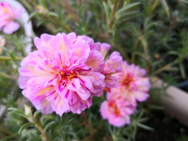 散乱|太阳花散乱似杂草狠心剪个小光头,一个月撑撑开花爆盆