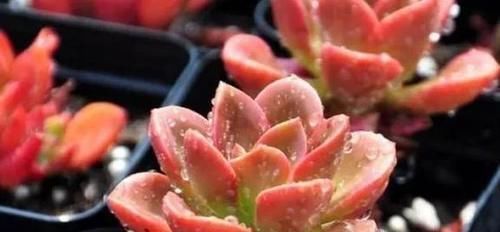 多肉|屋里养的多肉浇水也要看天气吗?为什么?