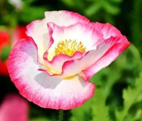 香气扑鼻|4种花很漂亮，好养易活能爆盆，花色鲜艳夺目，花朵美艳迷人