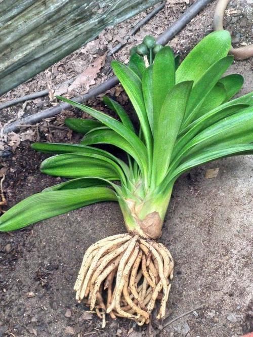 发财树|怕水的“5种花”,再喜欢也别乱浇水,浇“错”就烂根黄叶