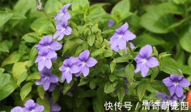 太阳光|院子养花,就养一些“开花精品”布洛华丽,金光灿烂,鸟语花香