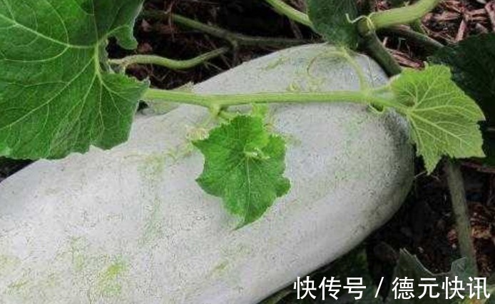 清热解暑|长寿老人爱吃的此种食物,降血糖、降血压,早知早受益
