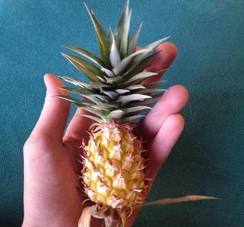 生根|吃完菠萝剩下的叶冠不要丢了,泡水里能生根,还能养成盆栽