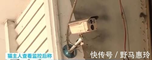 小男孩|男童目睹家长两次虐猫,从极力阻止到助纣为虐,短时间内性情大变