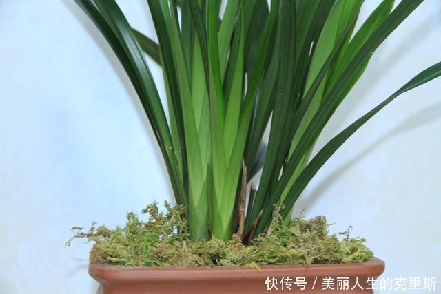 兰花基地不想让你知道的，催芽壮苗技巧！