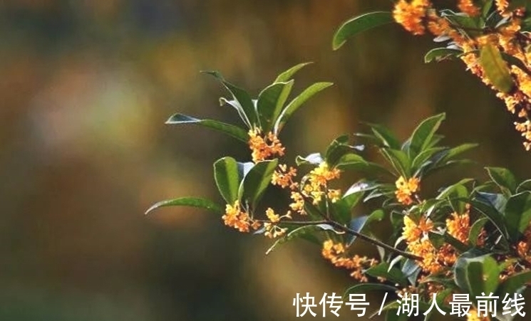 佳期&文征明中秋对月,浪漫词情笔下写,有青雀与嫦娥还有香醪溢宫阙